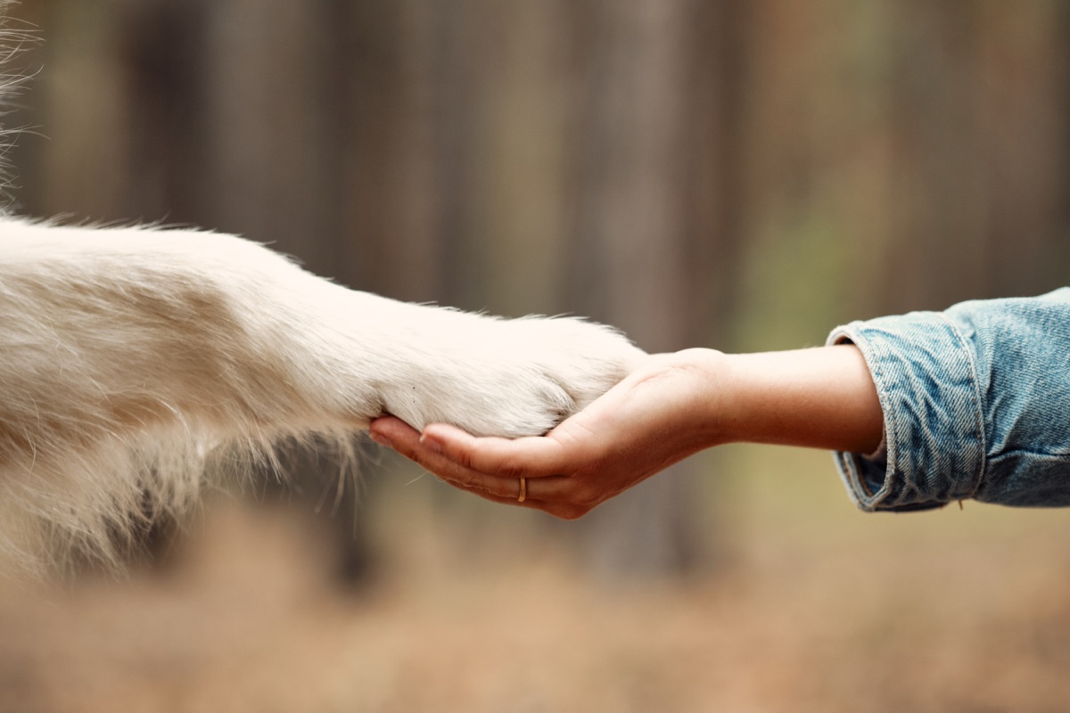 Una mano humana sosteniendo la patita de un perro en un bosque