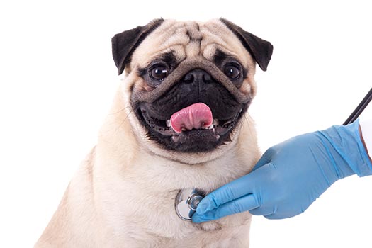 Hannah's Sick and Injured Pet Plans