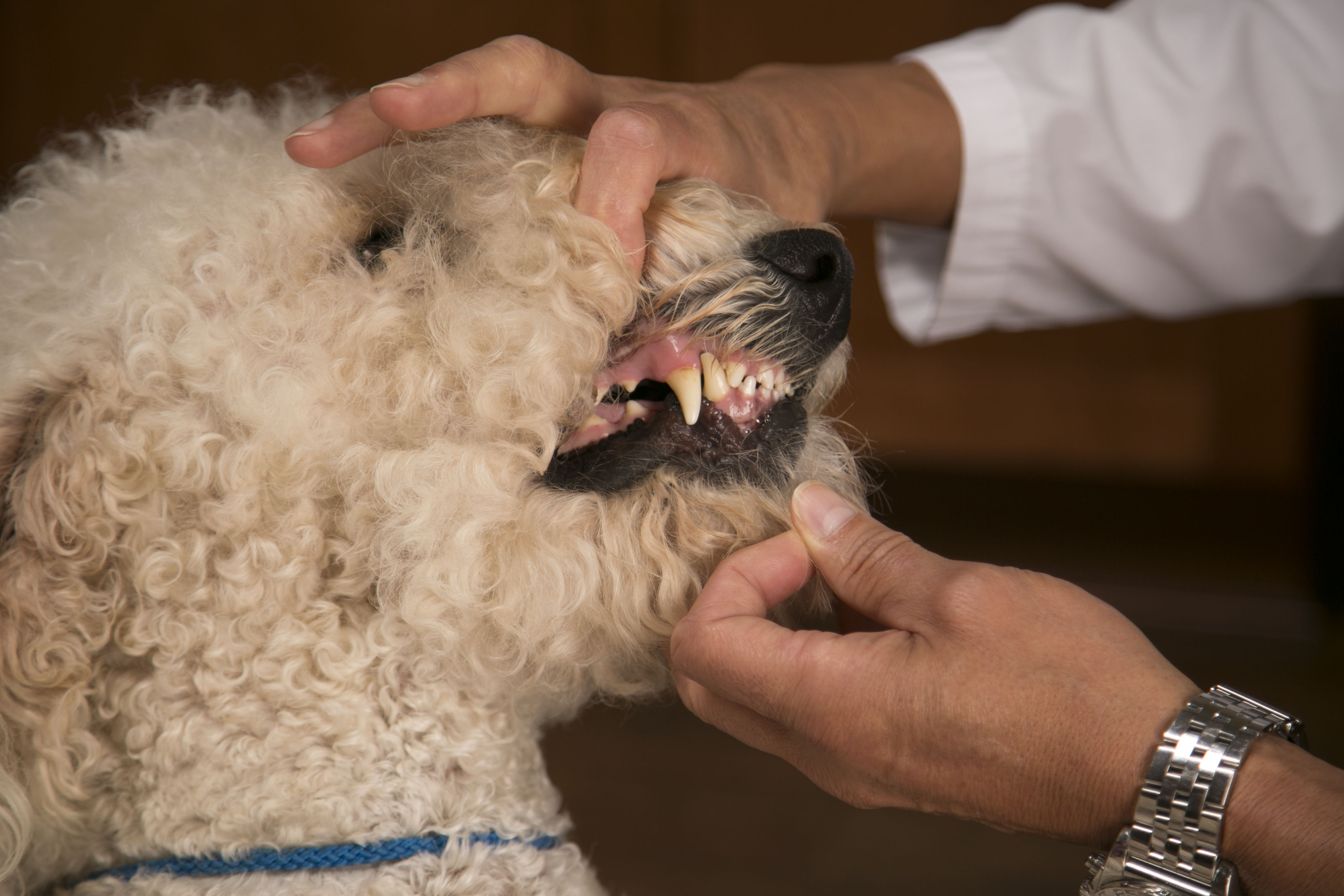 Hannah the Pet Society offers Dental Care Veterinarian Services