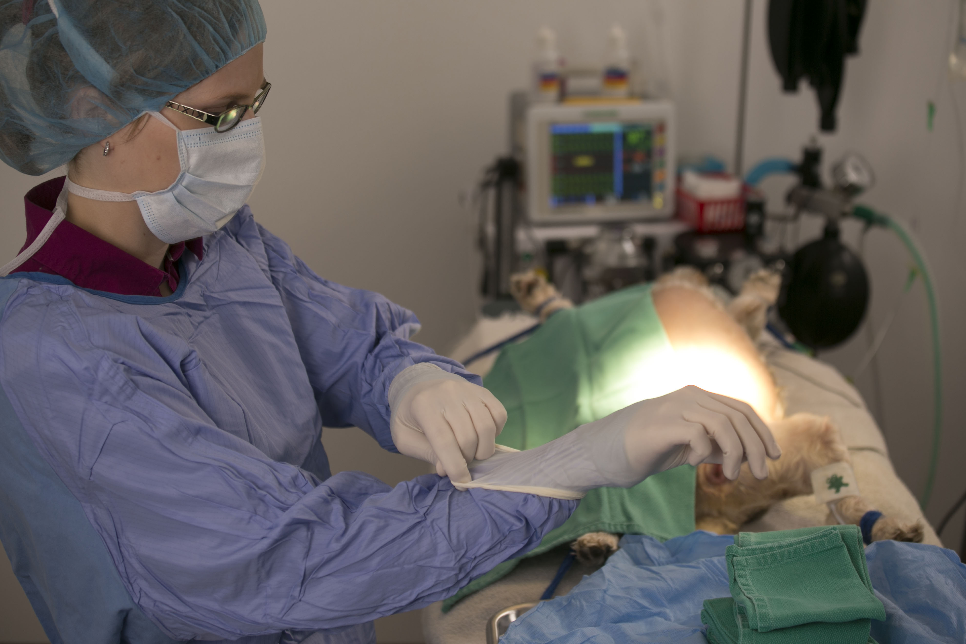 Hannah the Pet Society offers Spay and Neuter Veterinarian Services