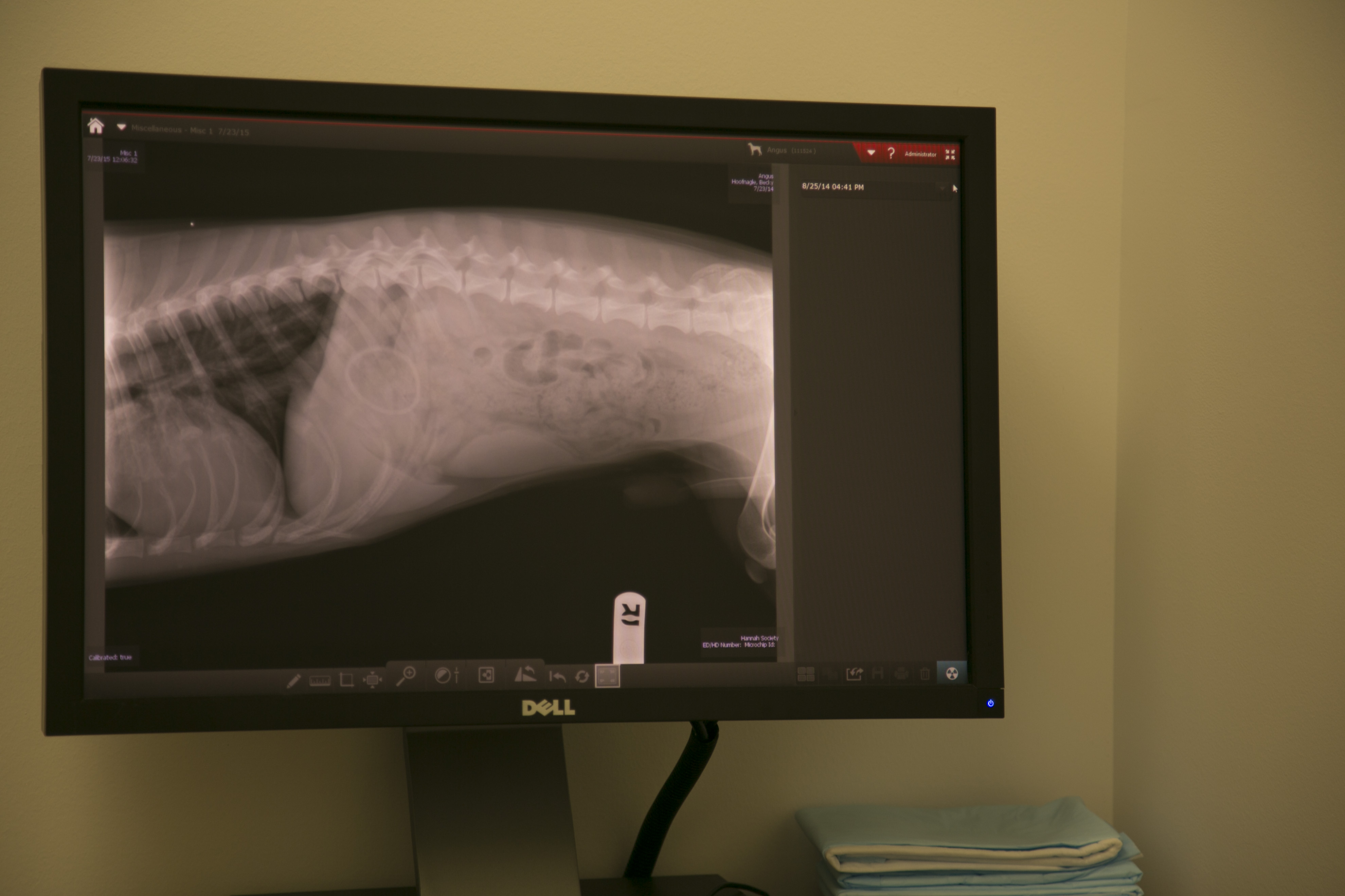 Hannah the Pet Society offers Diagnostic and Imaging Veterinarian Services