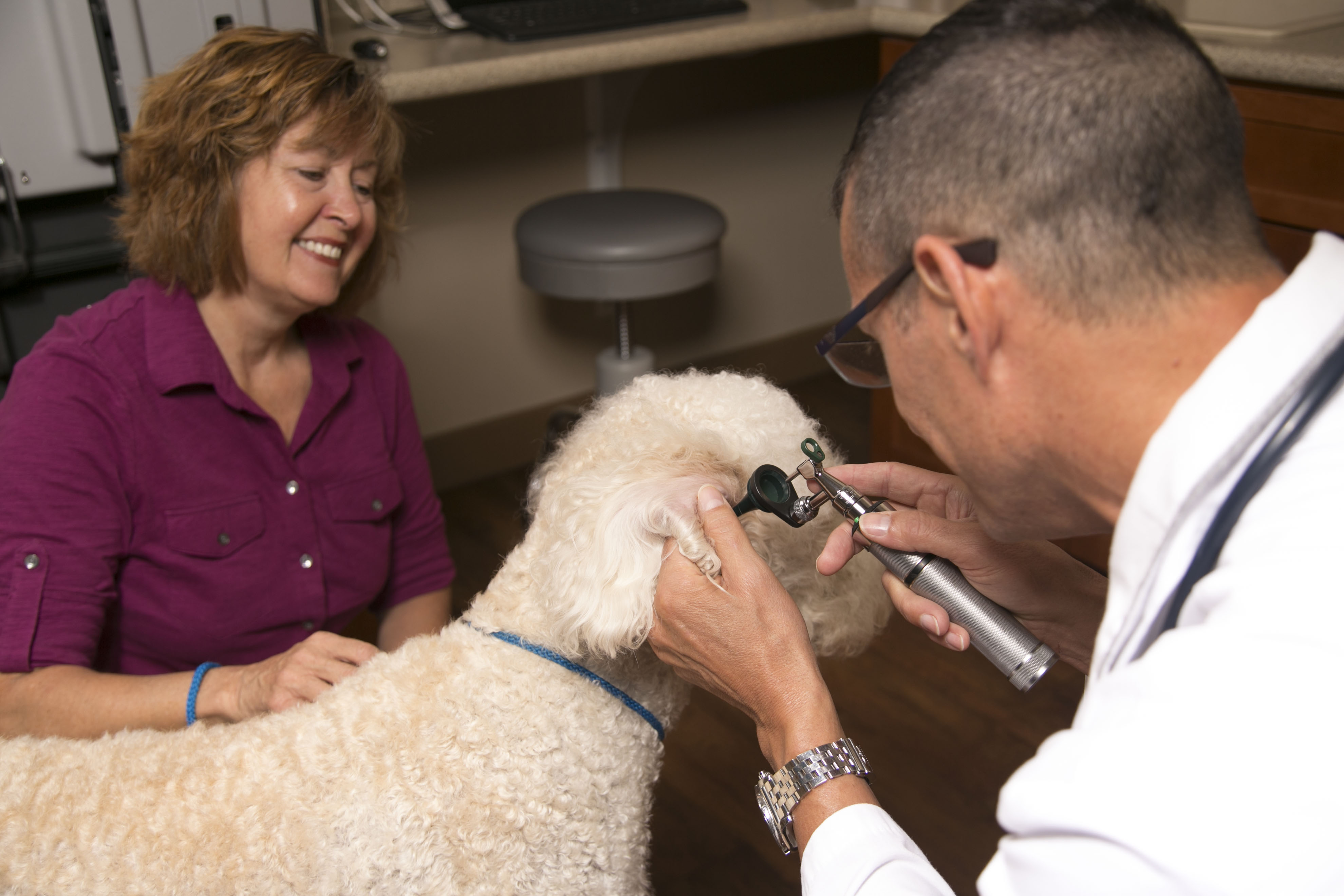 Hannah the Pet Society offers Wellness and Preventive Care Veterinarian Services