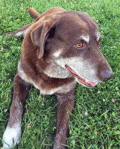 Reagan loving life while lounging in the grass.